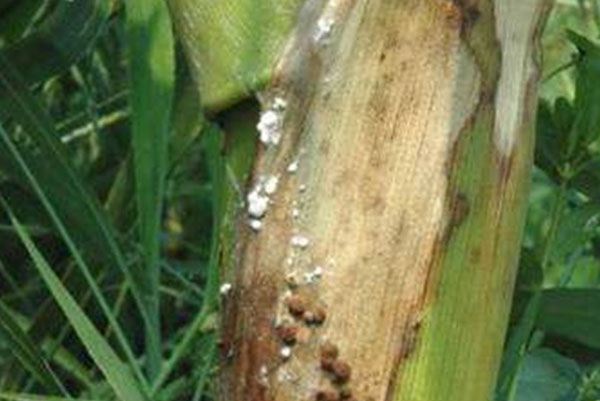 玉米病蟲害有哪些防治措施