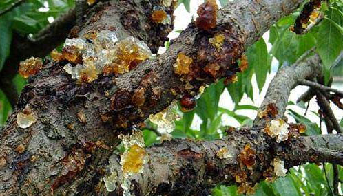 桃樹主要病蟲害有哪些？如何防治？