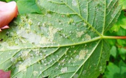 蚜蟲防治的有效措施有哪些