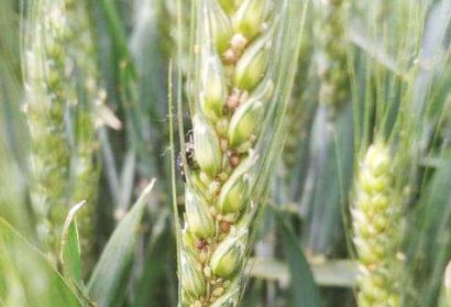 小麥蚜蟲用什么辦法防治效果好？