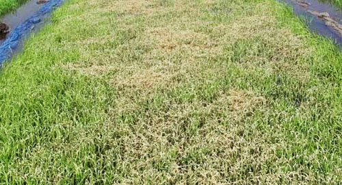 水稻立枯病綜合防治技術(shù)