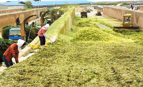 夏收后如何使回收的秸稈變廢為寶