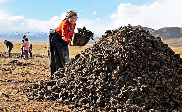 牛糞堆肥發酵技術要點
