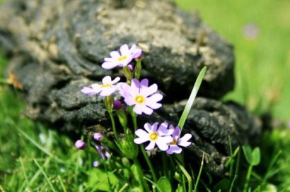 牛糞發(fā)酵過程分為哪幾個(gè)階段？