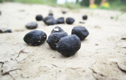 羊糞發(fā)酵有機(jī)肥有哪些用途