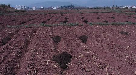 雞糞如何發酵成有機肥