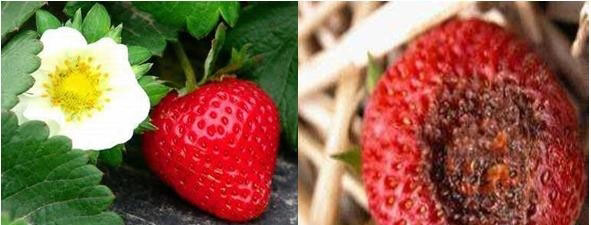 土傳病害防治菌劑可有效預防草莓炭疽病