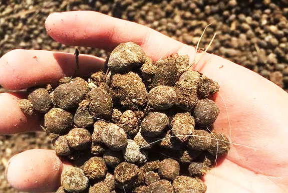 羊糞曬干了是不是就算發(fā)酵過了