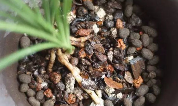 羊糞有機肥如何發酵