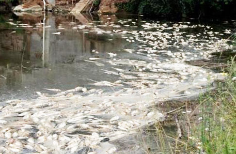 水產(chǎn)養(yǎng)殖中水質(zhì)污染的原因有哪些？