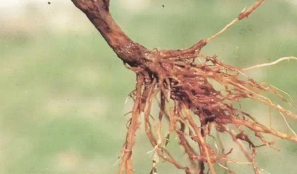 常見的土傳病害有哪些？