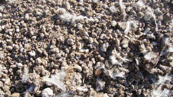 雞糞怎么發酵有什么用