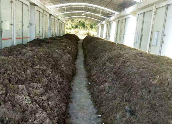 雞糞怎么發酵有什么用