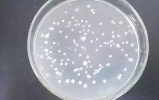 膠凍樣芽孢桿菌作用機理