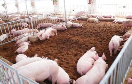 發酵豬糞做飼料的詳細方法