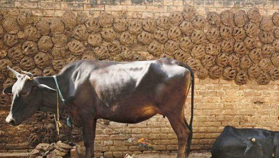 影響牛糞發酵的因素有哪些？