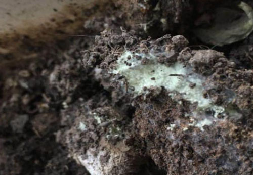 如何使用羊糞發酵制作有機肥料