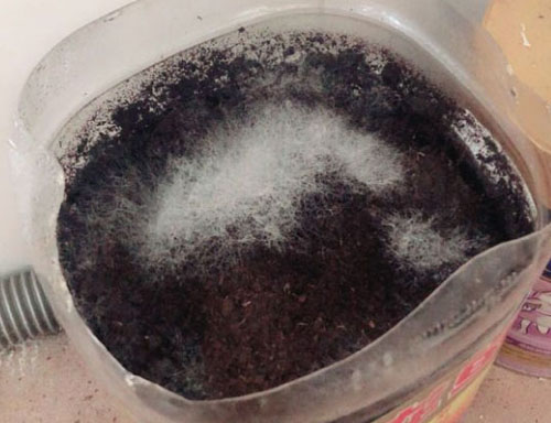 生物有機肥發酵過程中“長毛”好不好