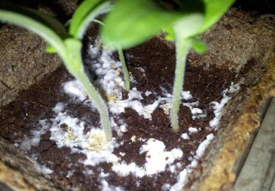 花盆土壤發(fā)霉長(zhǎng)白毛什么原因？如何防治。