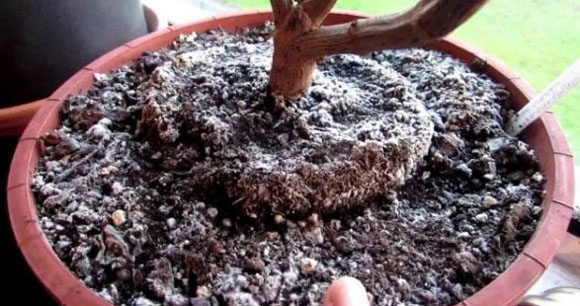 花盆土壤發(fā)霉長(zhǎng)白毛什么原因？如何防治。