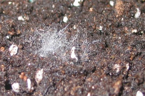 去年買(mǎi)的生物有機(jī)肥“長(zhǎng)毛”是過(guò)期變質(zhì)了嗎？