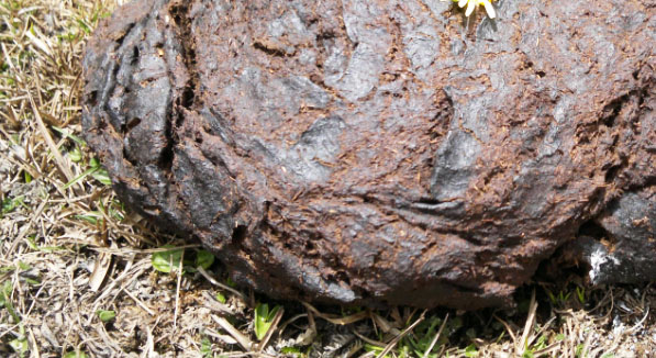 牛糞發(fā)酵腐熟的幾種方法