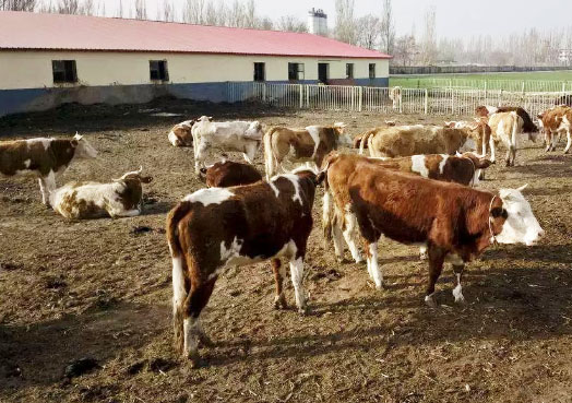 牛糞堆肥發酵的操作方法