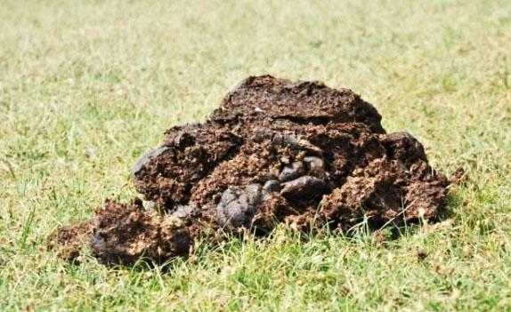 冬夏季節(jié)牛糞發(fā)酵制成有機(jī)肥的方法與好處