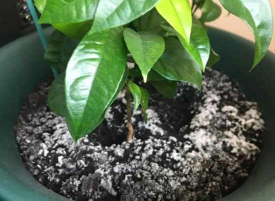 自制雞糞有機肥是不是見到長毛就算發酵好了