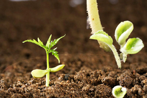 牛糞發酵處理有機肥技術