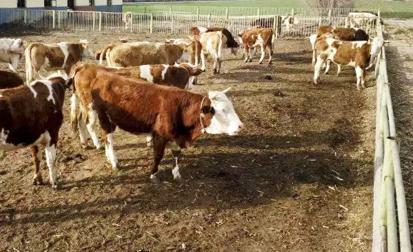 牛糞發酵處理有機肥技術