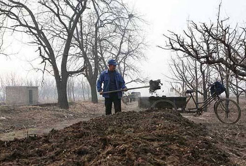 如何通過發酵制作牛糞有機肥