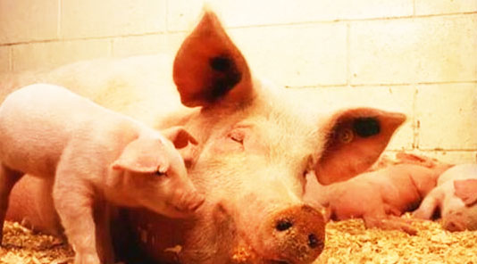 小型豬場豬糞怎么處理好？