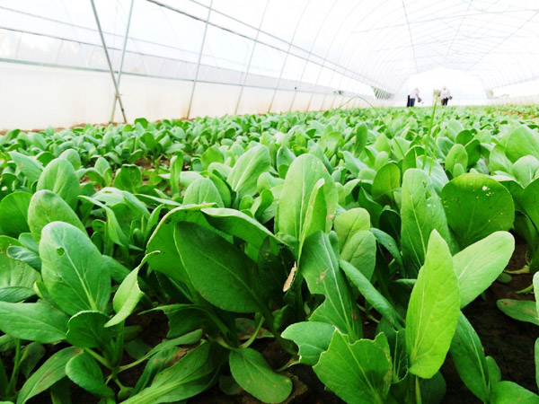 發(fā)酵后的雞糞有機(jī)肥具有哪些優(yōu)點(diǎn)