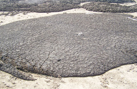 有機肥發酵方法哪個好，如何選擇？