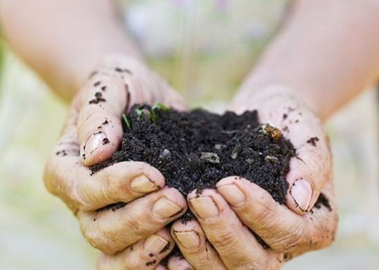 如何處理雞糞用作有機肥料