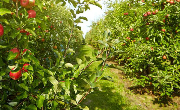 雞糞有機肥如何發酵腐熟，有哪些方法？