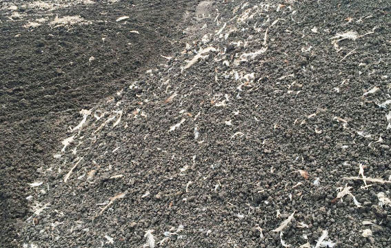 雞糞怎么才能快速發酵成有機肥？干濕雞糞發酵時一樣嗎？