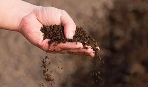 發酵后的雞糞有機肥有哪些用途與好處