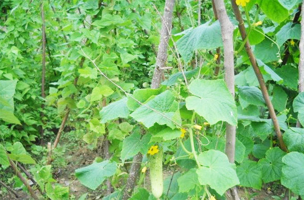 使用雞糞發酵劑發酵雞糞制作有機肥的方法