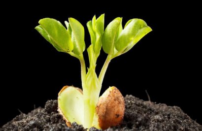 發酵一噸雞糞需要多少雞糞發酵劑？