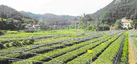 雞糞怎么發酵有哪些用途