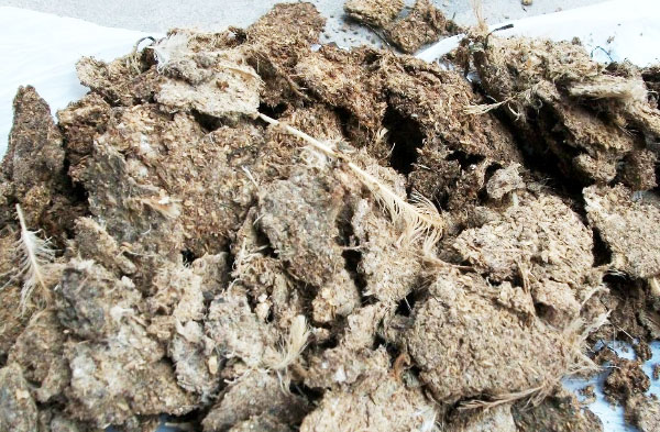 雞糞的傳統發酵與現在發酵有哪些不同？