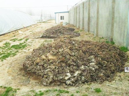 雞糞的傳統發酵與現在發酵有哪些不同？