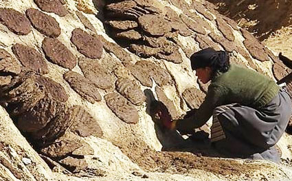 牛糞堆肥發酵該怎么進行？