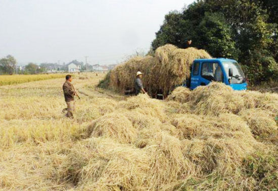 使用秸稈發酵劑發酵秸稈做飼料的方法