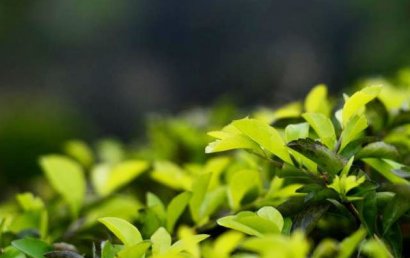 生物有機肥未來發展趨勢怎樣