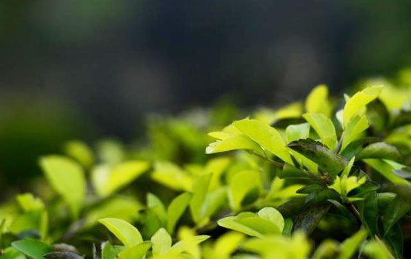 生物有機肥未來發展趨勢怎樣