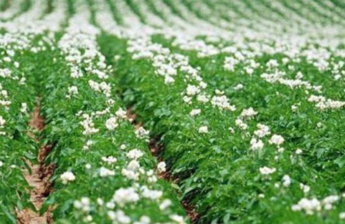 雞糞怎么發酵，發酵后有哪些優點？