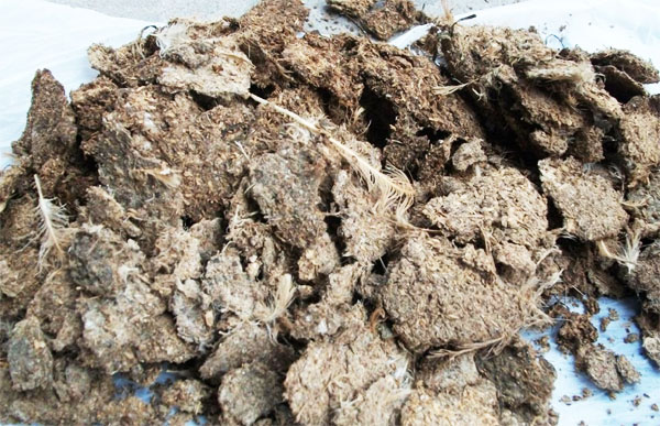 干雞糞如何發酵腐熟，發酵后的雞糞有機肥如何使用？